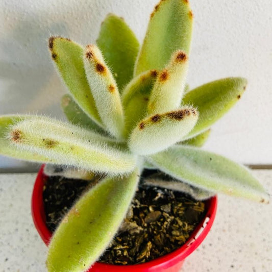 Kalanchoe Tomentosa Big Hairy