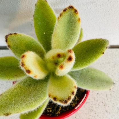 Kalanchoe Tomentosa Big Hairy