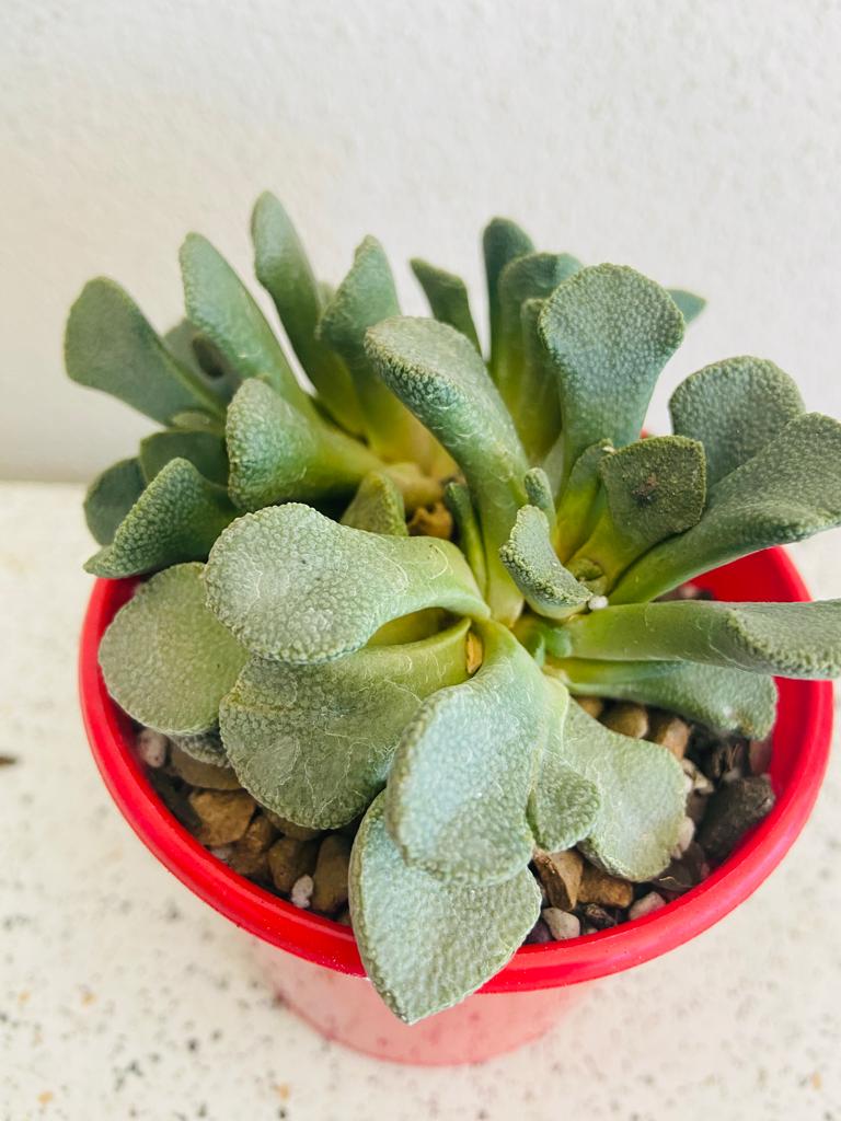 Aloinopsis Rosulatum