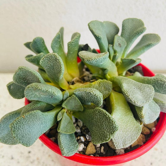 Aloinopsis Rosulatum