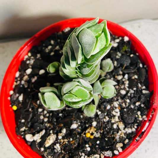 Crassula Ivory Pagoda