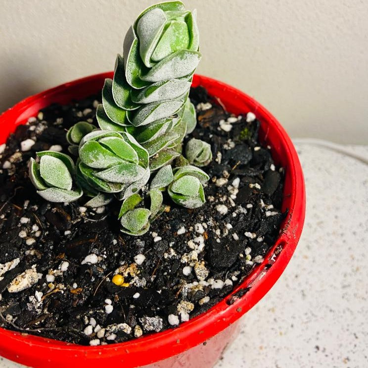 Crassula Ivory Pagoda