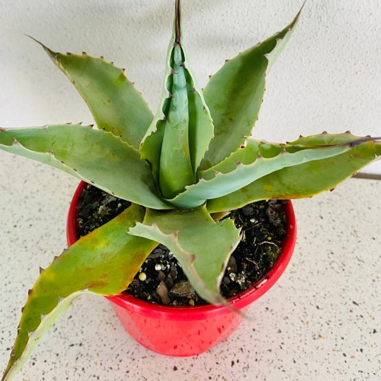 Agave Ovatifolia Vanzie