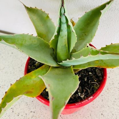 Agave Ovatifolia Vanzie