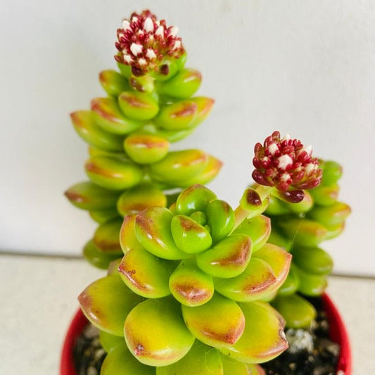 Sedum Lucidium Giant Jelly Bean #1