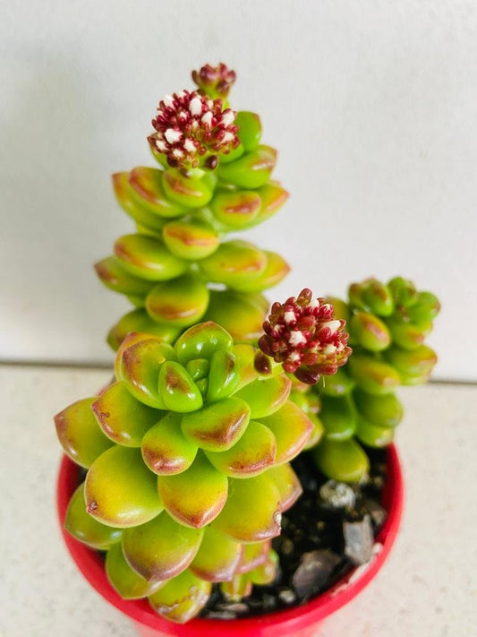 Sedum Lucidium Giant Jelly Bean
