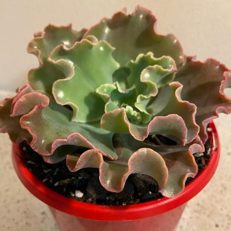 Echeveria Verrugas