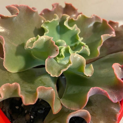 Echeveria Verrugas