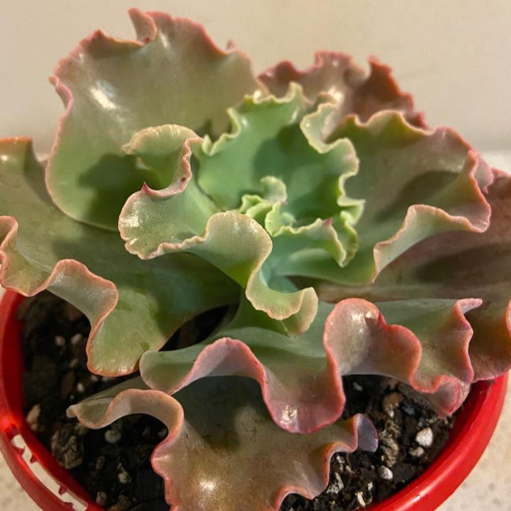 Echeveria Verrugas