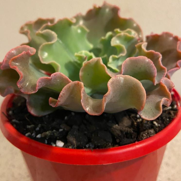 Echeveria Verrugas