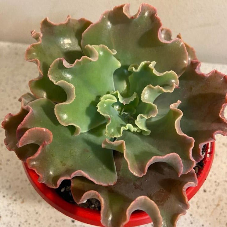 Echeveria Verrugas