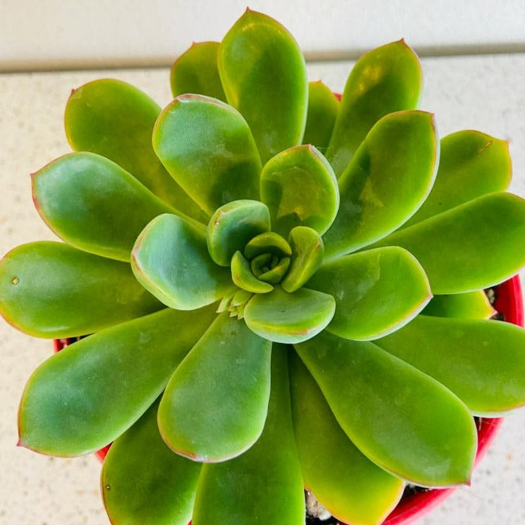 Echeveria Pulidonis