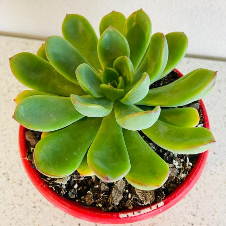 Echeveria Pulidonis