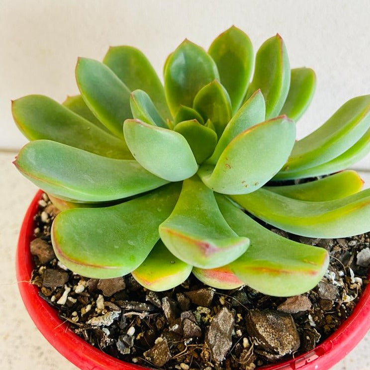 Echeveria Pulidonis