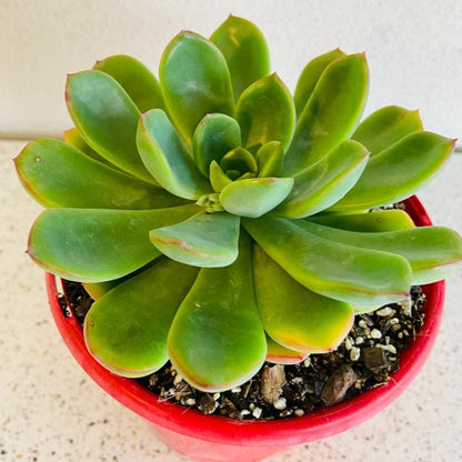 Echeveria Pulidonis