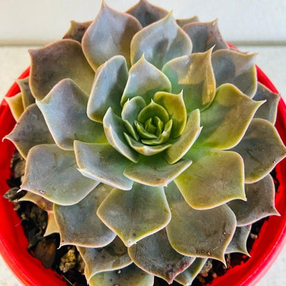 Echeveria Rob Roy #1