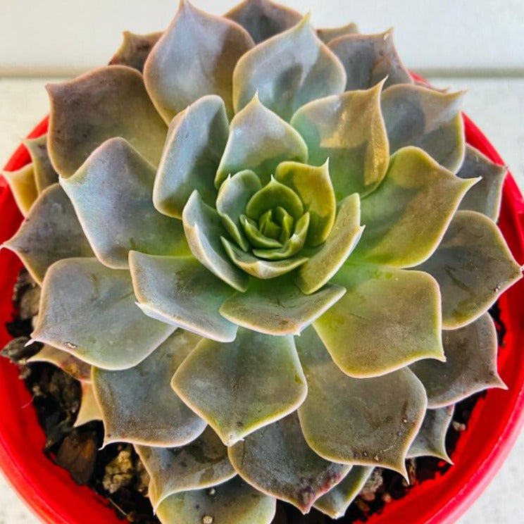 Echeveria Rob Roy #1