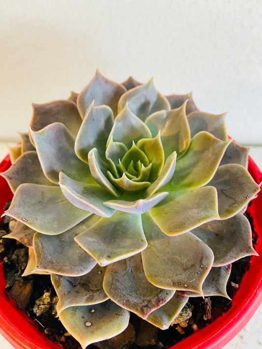 Echeveria Rob Roy #1
