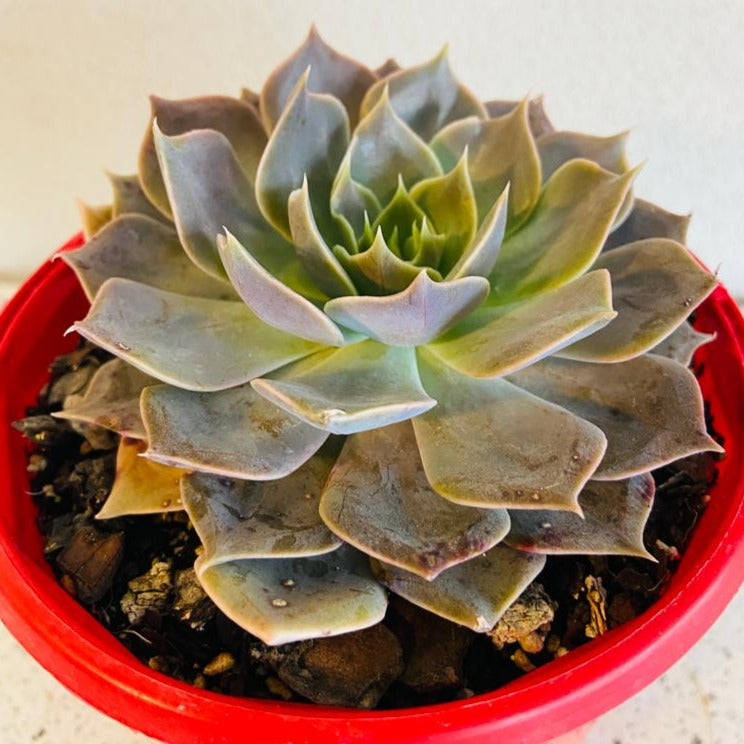 Echeveria Rob Roy #1