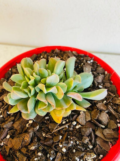 Echeveria Dark Vader Crested 130mm