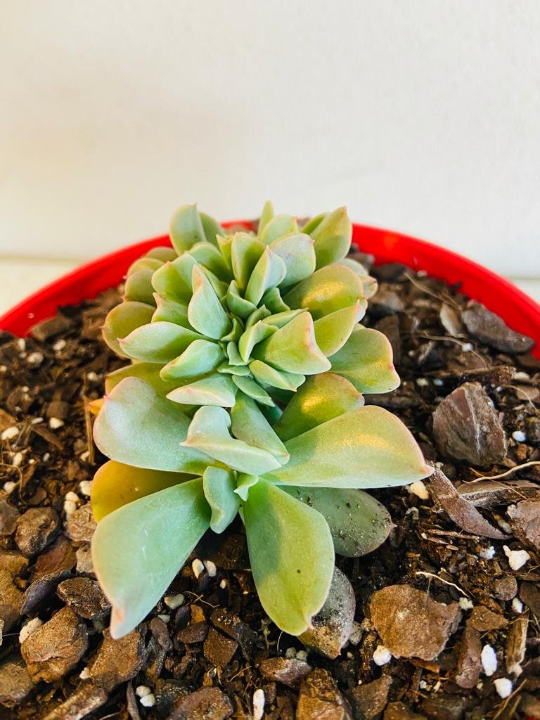 Echeveria Dark Vader Crested 130mm