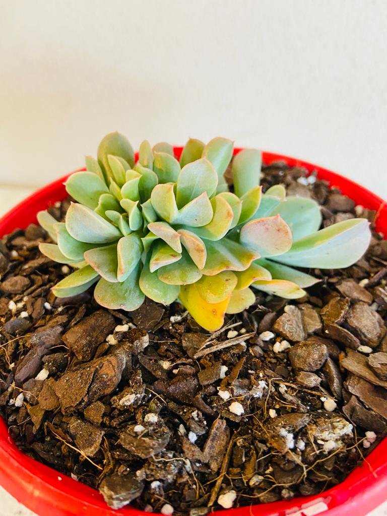 Echeveria Dark Vader Crested 130mm