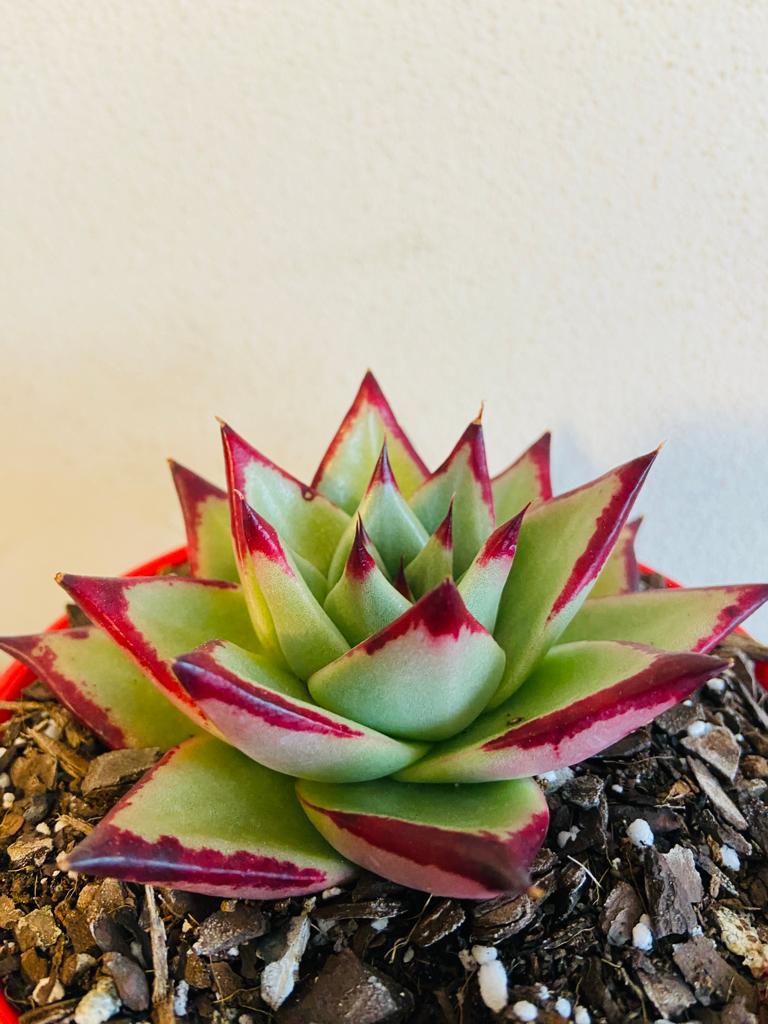 Echeveria Ebony