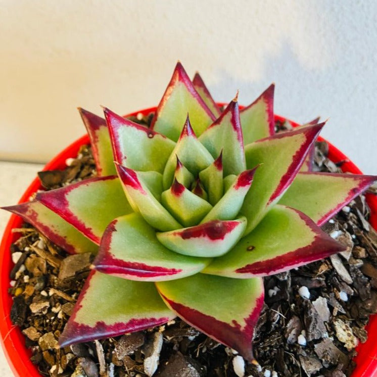 Echeveria Ebony