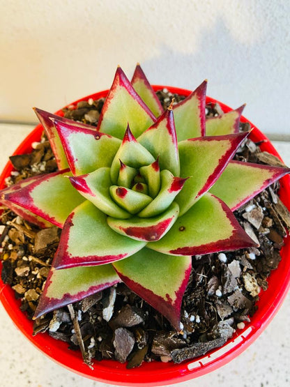 Echeveria Ebony