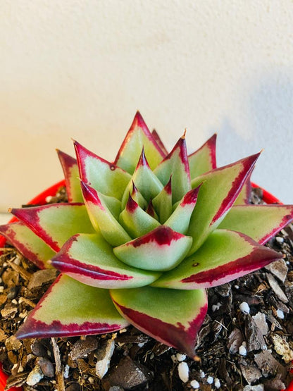 Echeveria Ebony