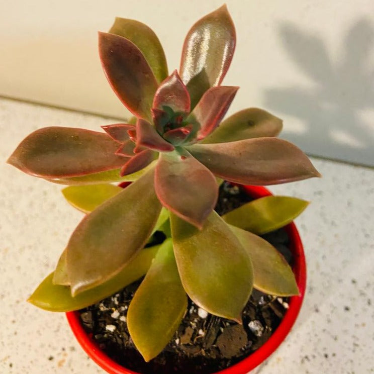 Graptoveria Rubra