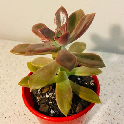 Graptoveria Rubra