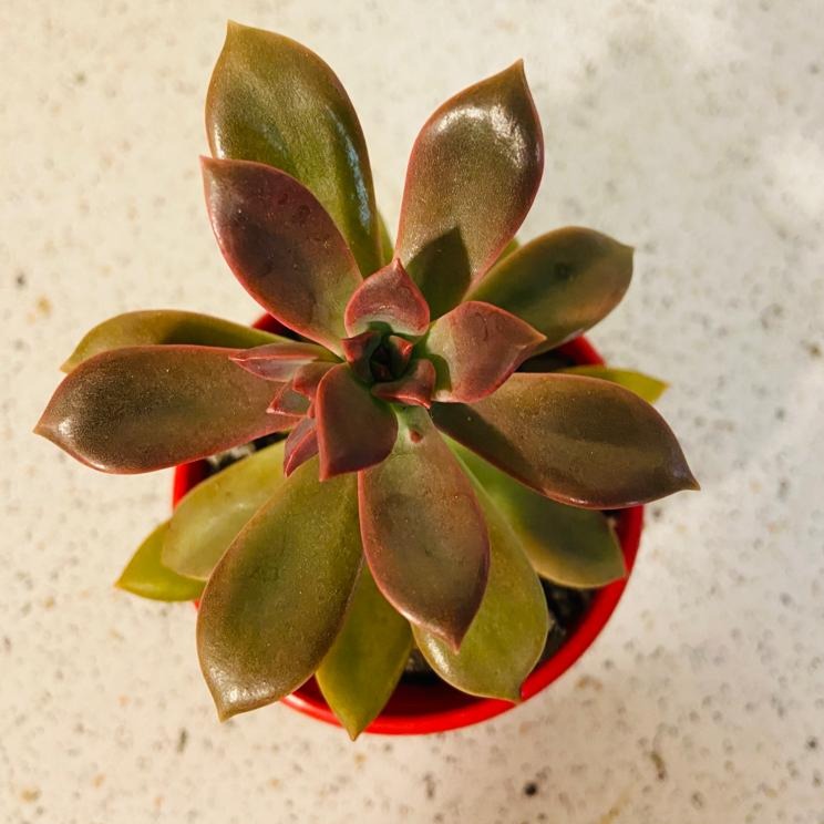 Graptoveria Rubra