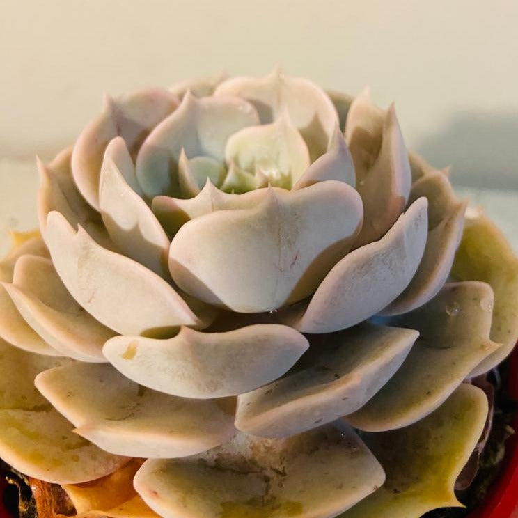 Echeveria Pollux