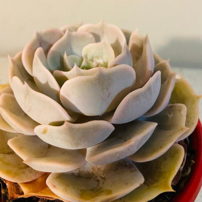 Echeveria Pollux