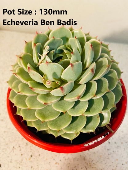 Echeveria  Value Buster Pack