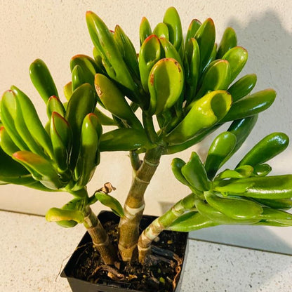 Crassula Ovata Ladyfingers