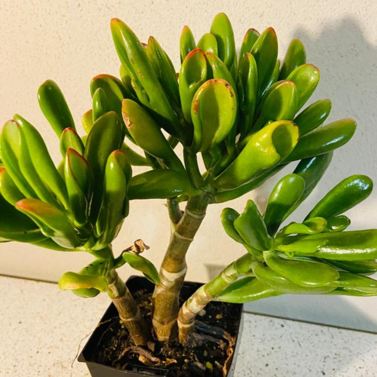 Crassula Ovata Ladyfingers