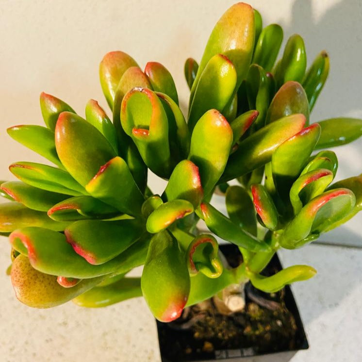 lady fingers succulent care Crassula Ovata Ladyfingers – Succulents World