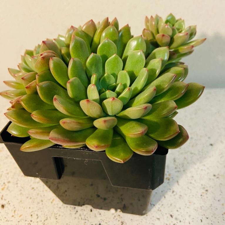 Graptoveria Pink Ruby