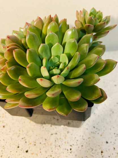 Graptoveria Pink Ruby