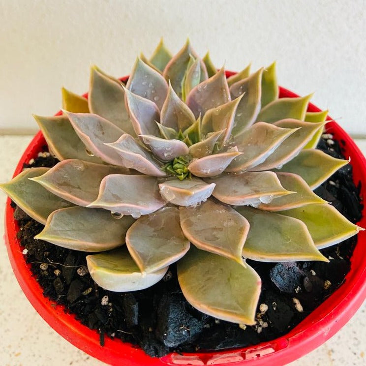 Echeveria Metal