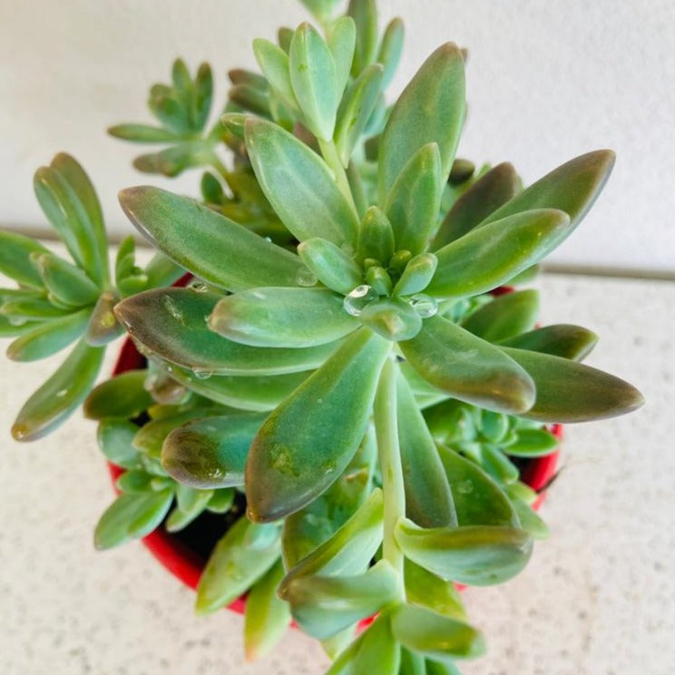 Graptosedum Coralee