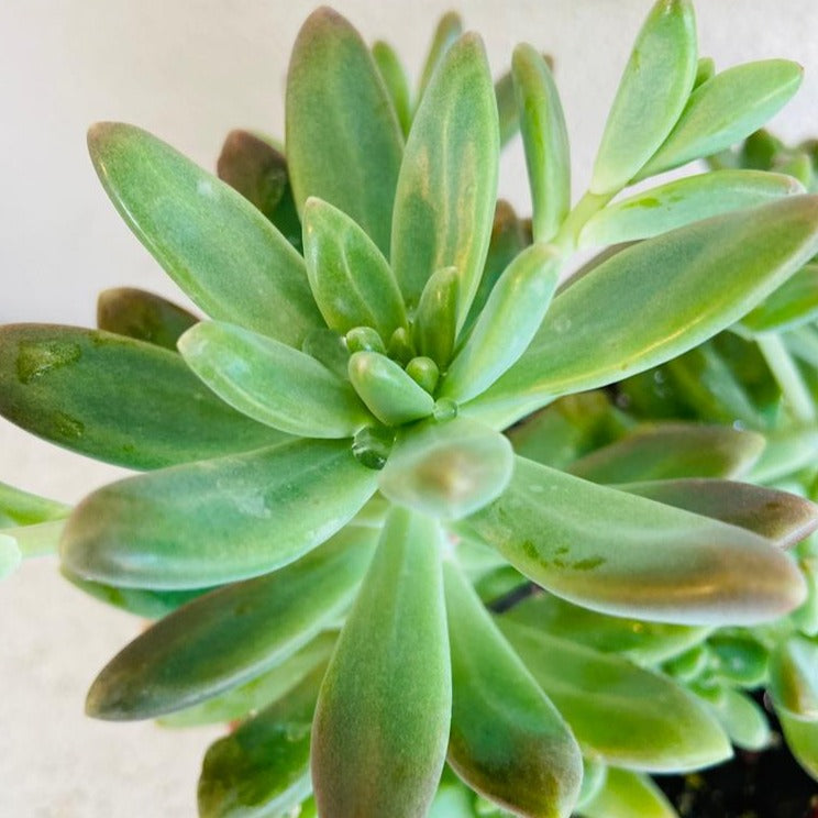 Graptosedum Coralee