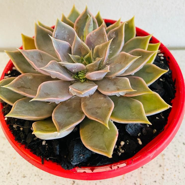 Echeveria Metal