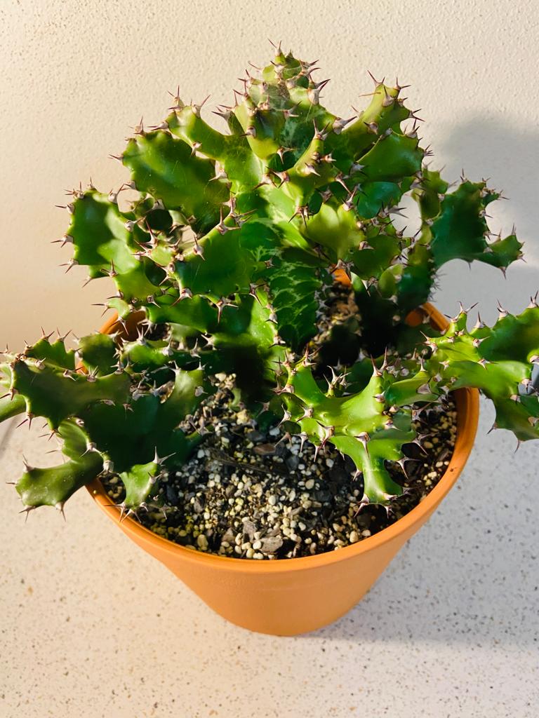 Euphorbia Tortirama