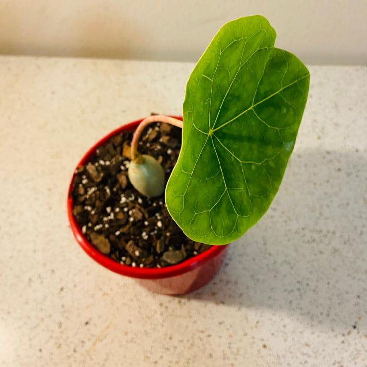 Jatropha gossypiifolia exotic rare succulent plant cacti cactus 8 pot Jatropha gossypiifolia exotic rare succulent plant cacti cactus 8 pot