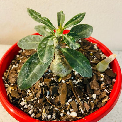 Pachypodium Succulentum