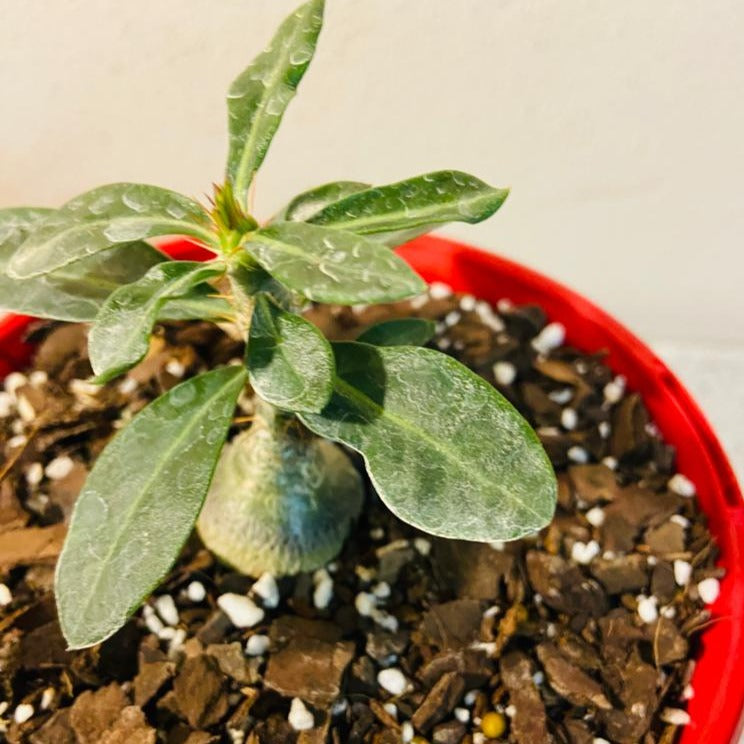 Pachypodium Succulentum