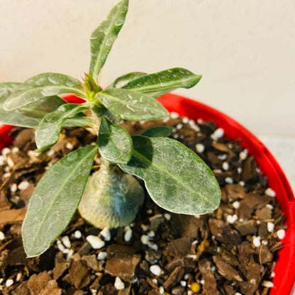 Pachypodium Succulentum